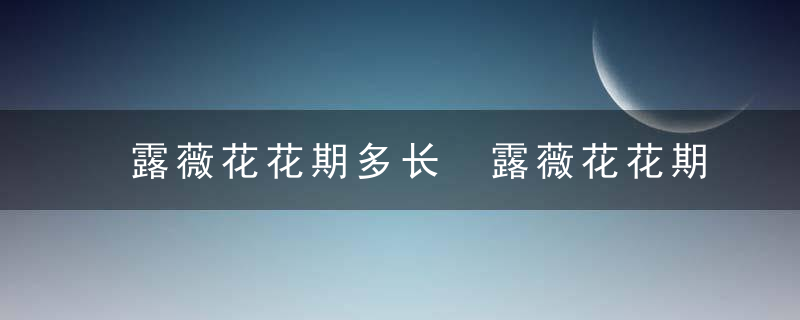 露薇花花期多长 露薇花花期时间介绍